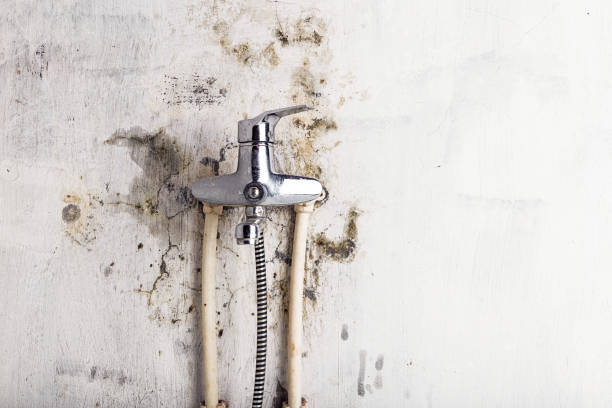 Best Local Mold Removal Service  in Dyer, IN