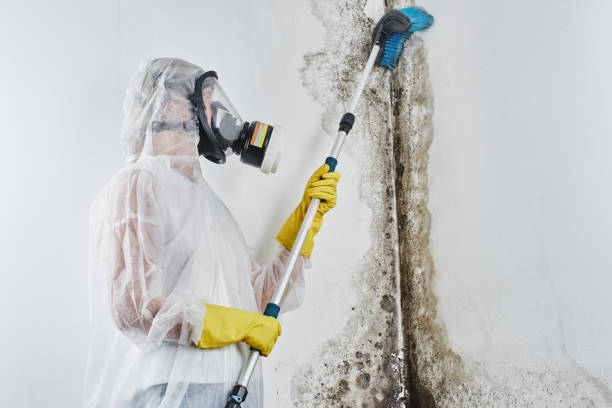 Best Home Mold Removal  in Dyer, IN