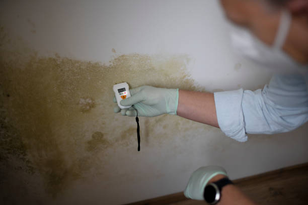 Best Local Mold Removal Service  in Dyer, IN