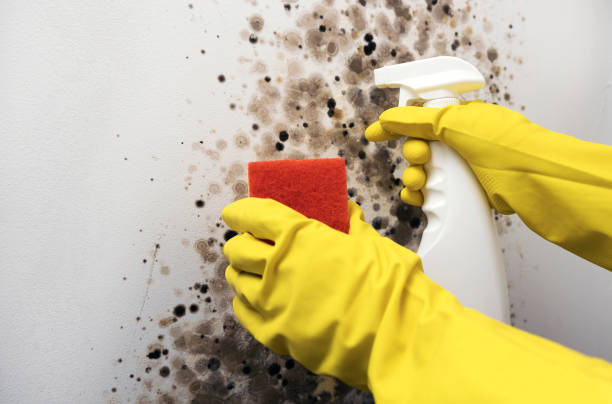 Best Office Mold Removal Services  in Dyer, IN