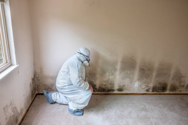 Best Residential Mold Removal  in Dyer, IN