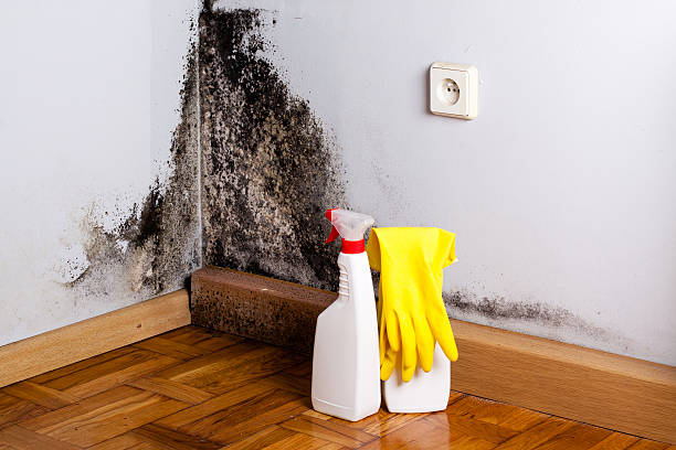 Certified Mold Removal in Dyer, IN