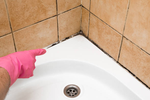 Best Professional Mold Removal  in Dyer, IN